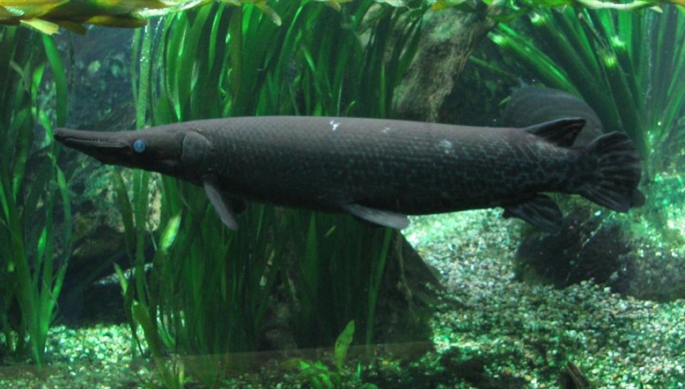 How to Identify a Alligator Gar (Atractosteus spatula)