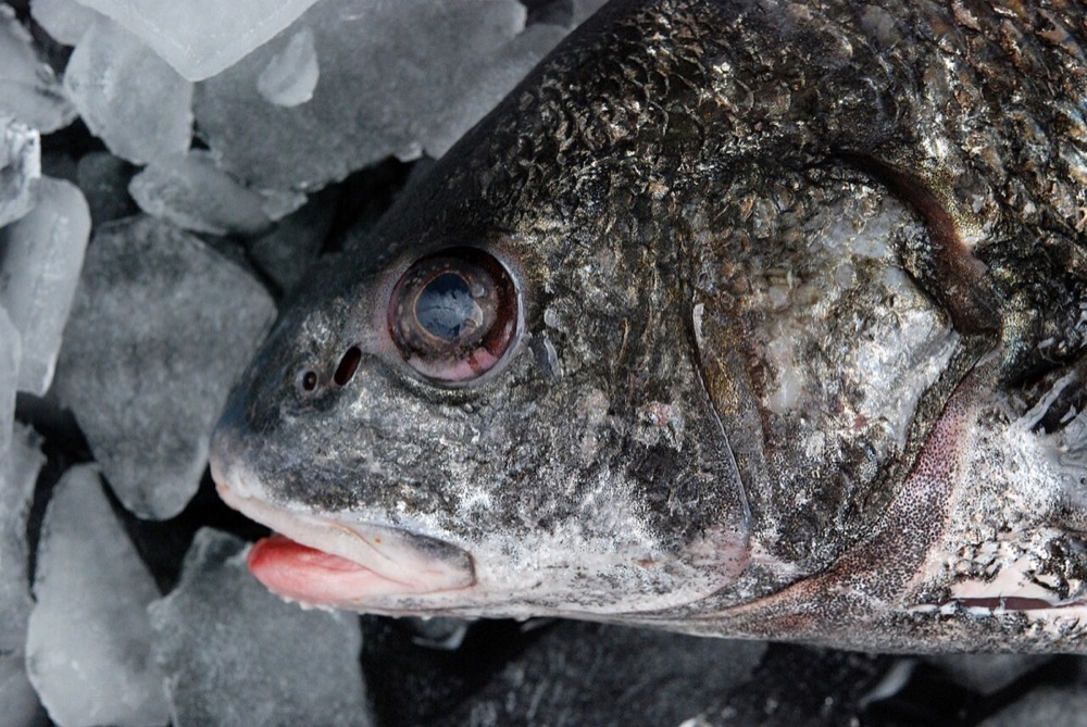 How to Identify a Black Drum (Pogonias cromis)