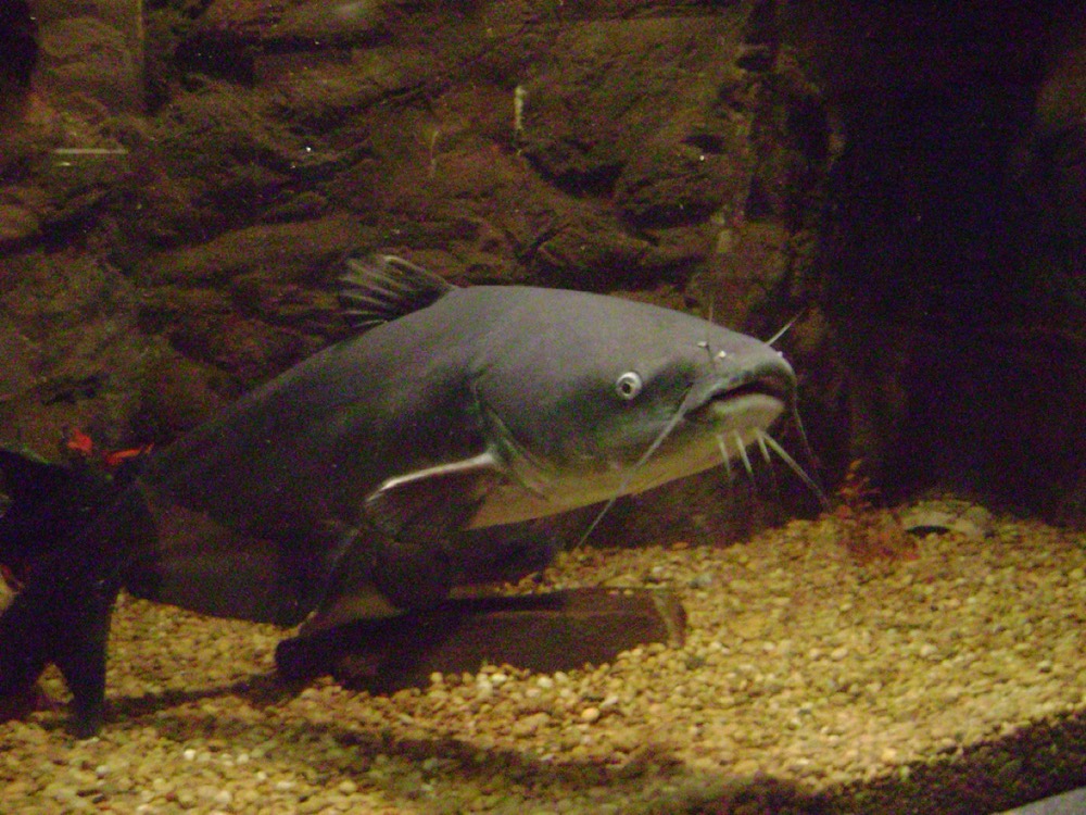 How to Identify a Blue Catfish (Ictalurus furcatus)