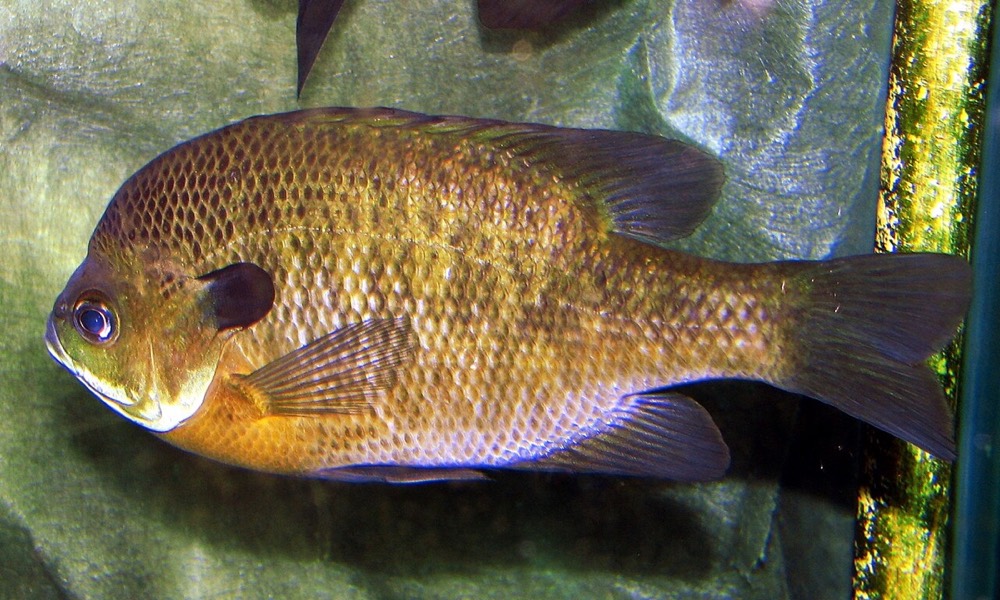 How to Identify a Bluegill (Lepomis macrochirus)