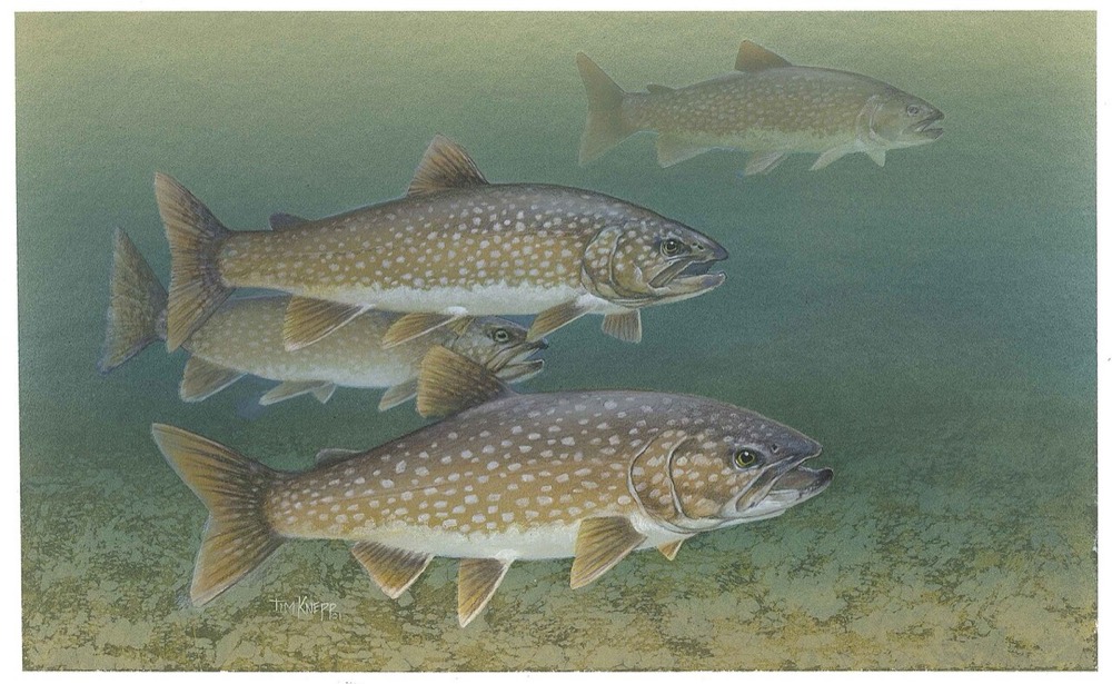 How to Identify a Lake Trout (Salvelinus namaycush)