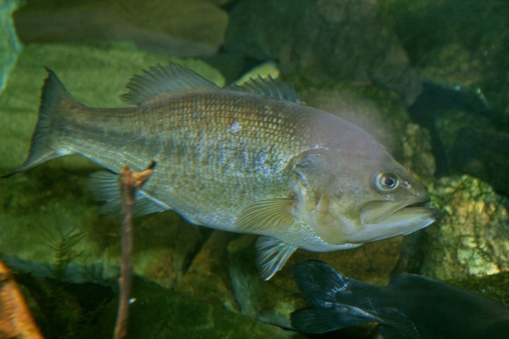 How to Identify a Largemouth Bass (Micropterus salmoides)