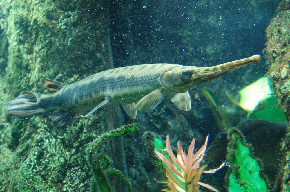 How to Identify a Longnose Gar (Lepisosteus osseus)