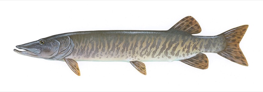 How to Identify a Muskellunge (Esox masquinongy)