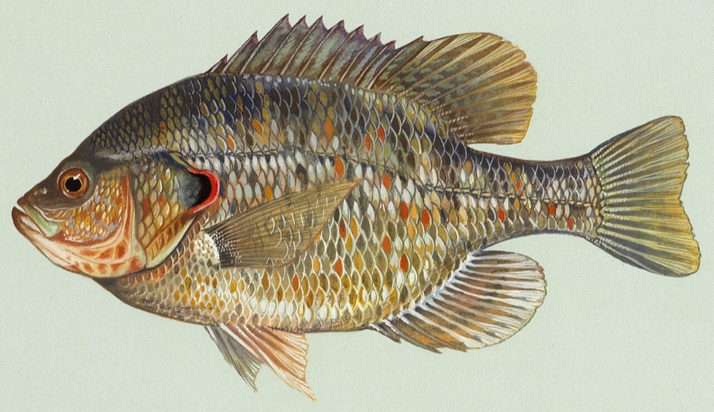 How to Identify a Redear Sunfish (Lepomis microlophus)