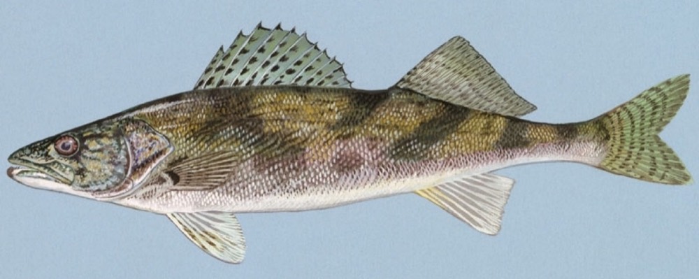 How to Identify a Sauger (Sander canadensis)
