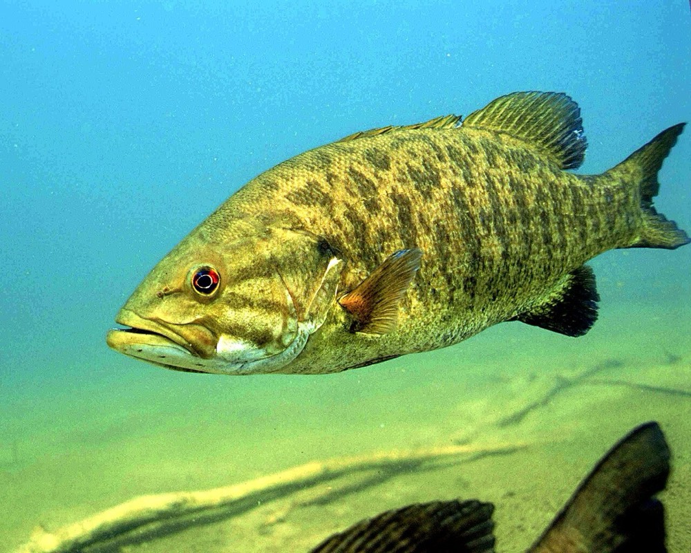 How to Identify a Smallmouth Bass (Micropterus dolomieu)