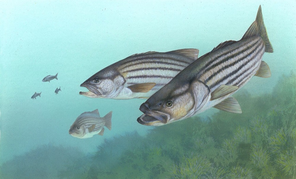 How to Identify a Striped Bass (Morone saxatilis)