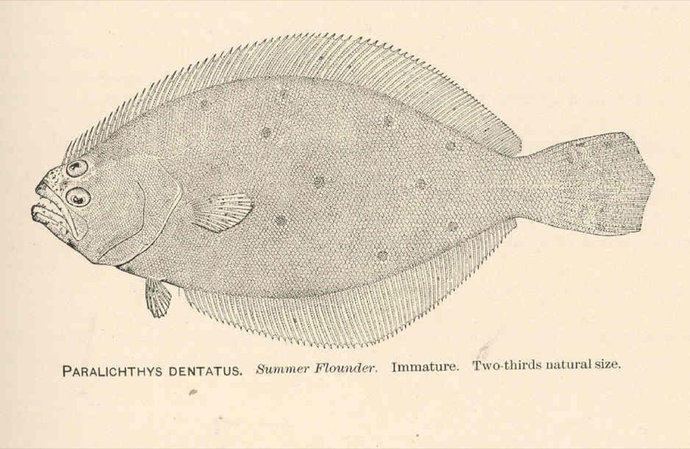 How to Identify a Summer Flounder (Paralichthys dentatus)