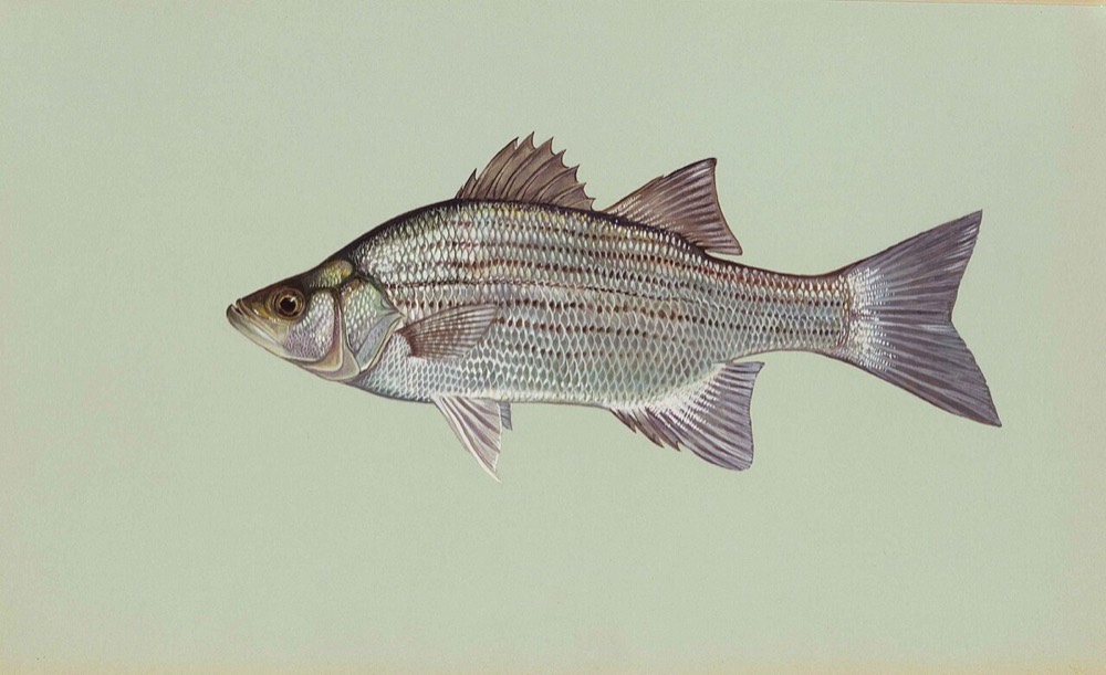 How to Identify a White Bass (Morone chrysops)