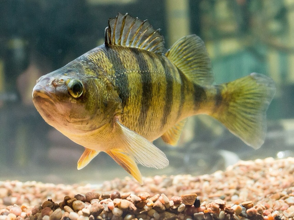 How to Identify a Yellow Perch (Perca flavescens)